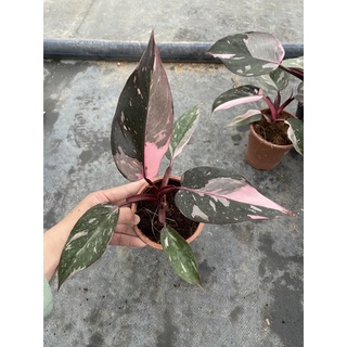 Cây Philodendron pink princess ( Công chúa hồng)
