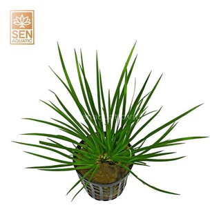 Cây Thạch Xương Bồ (Acorus gramineus 'Pusillus')