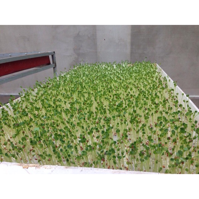 20gr Hạt Giống Cải Tần Ô - Cúc Tần Ô - Rau Tần Ô Cộng Xanh