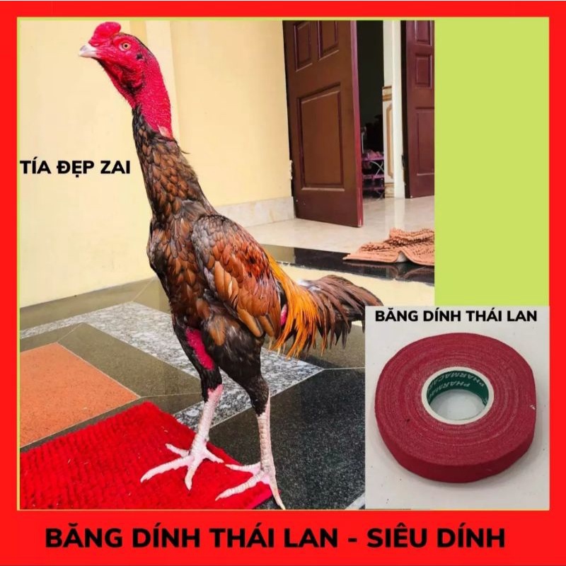 Combo 2 cuộn: Băng dính quấn cựa gà chọi - băng keo quấn cựa gà chọi - Băng Keo Cựa Gà. Băng dính cựa gà nòi.