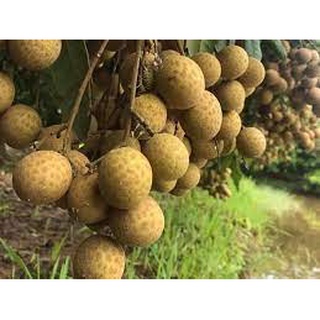 Cây Giống Nhãn Quế (cây ghép có thể trồng chậu)
