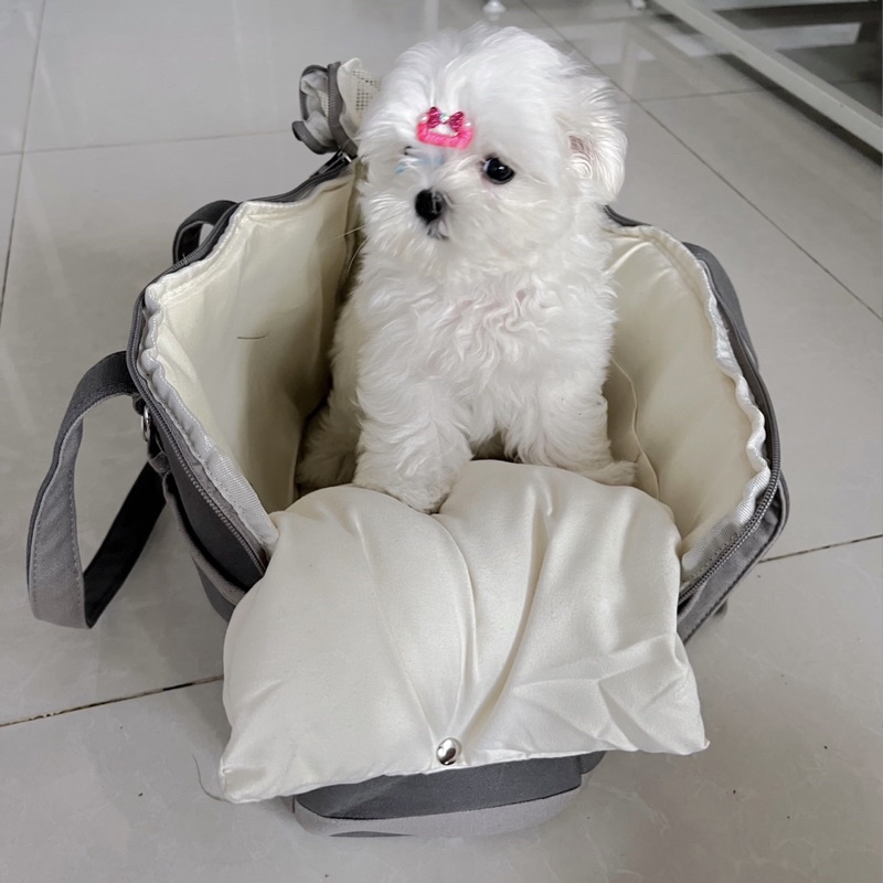 Túi vận chuyển thú cưng Hàn quốc cao cấp kèm gối như hình