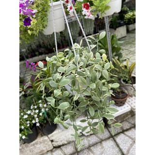 Lan hạt dưa sọc(chậu nhỏ)