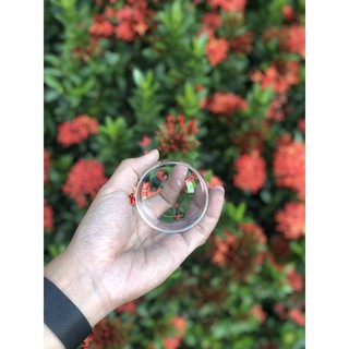 Chén đựng thức ăn tép cảnh