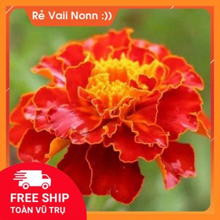 FLASH SALE Cúc vạn thọ pháp