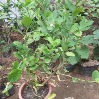 Combo cây Giống chanh vàng,quất ngọt