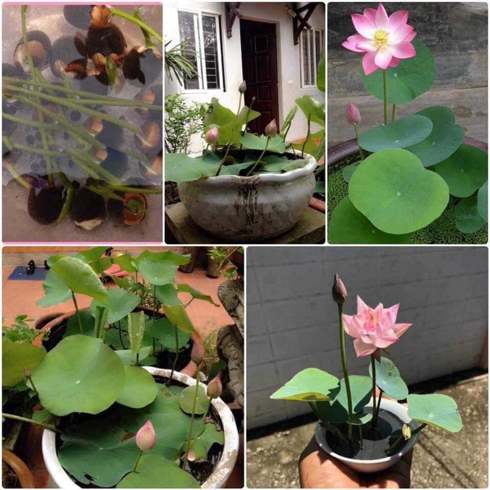 Dung Dịch Thủy Canh Chuyên Dụng Cho Tiên Ông Và Thủy Tiên