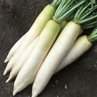 20gram HẠT GIỐNG CỦ CẢI TRẮNG