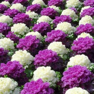 Hạt giống hoa bắp cải xoăn nhiêu màu 20 hạt