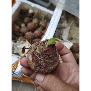 Củ lan huệ dễ trồng