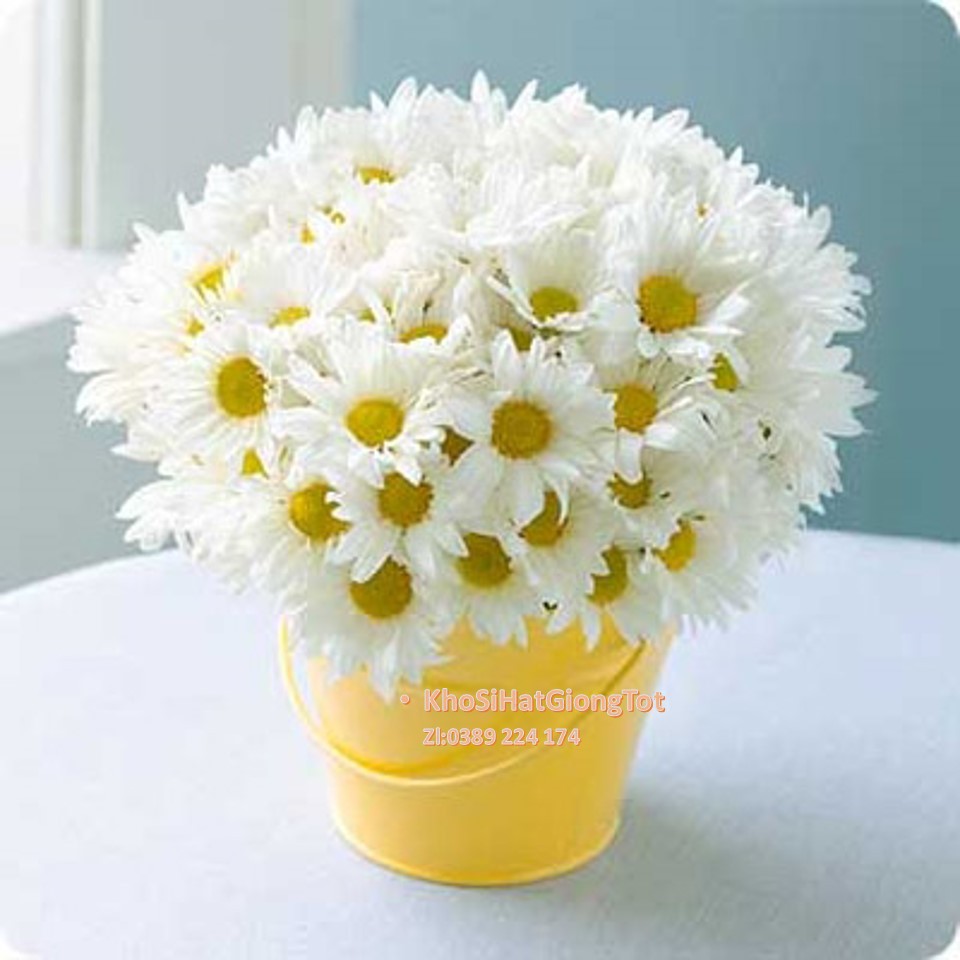 Gói 50 Hạt Giống Hoa Cúc Chi Trắng - 60cm Shasta (Chrysanthemum)