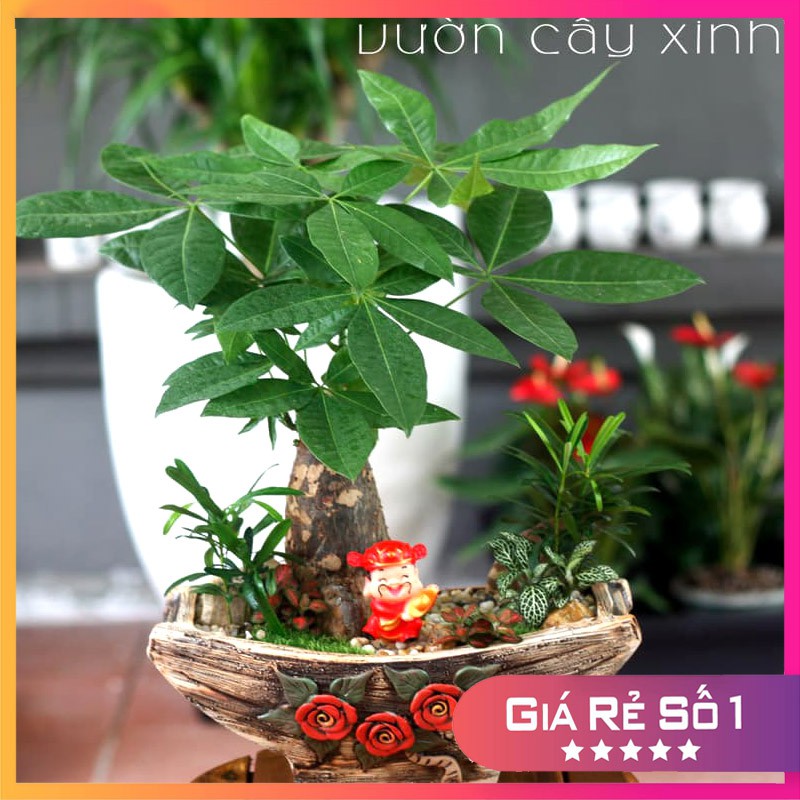 Cây Kim Ngân để bàn làm việc | Quà tặng xanh