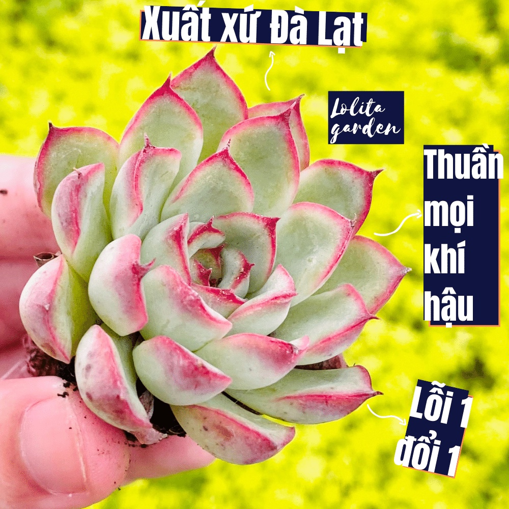 Sen đá viền hồng Đà Lạt size mini cây cảnh trang trí nhà cửa Lolita garden