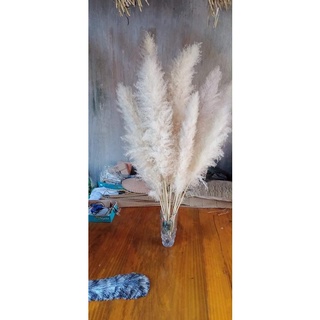 Bông cỏ lau xù decor