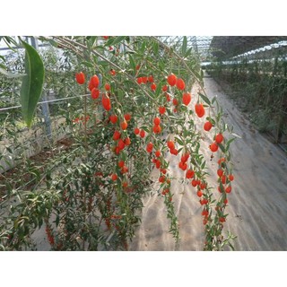 Gói 10  hạt giống Câu Kỷ Tử GojiBerry