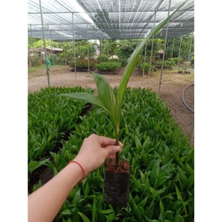 CÂY GIỐNG CAU TỨ QUÝ(cau tứ thời ăn quả)