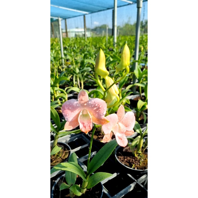 HOA LAN DENRO MÔI SON