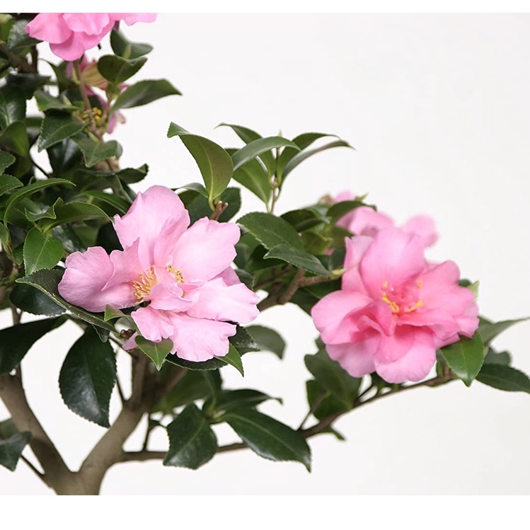 HẠT GIỐNG TRÀ MY BONSAI