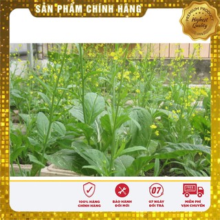 Hạt Giống Rau Cải Ngồng(20gr)
