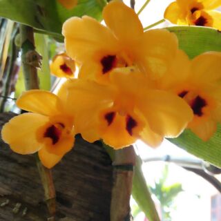 Hoa phong lan phi điệp vàng tây bắc