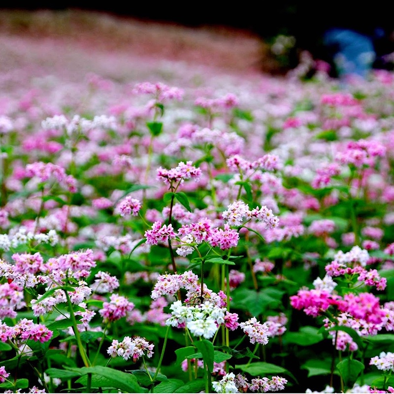 300 hạt sao nhái , hoa cánh bướm nhiều màu