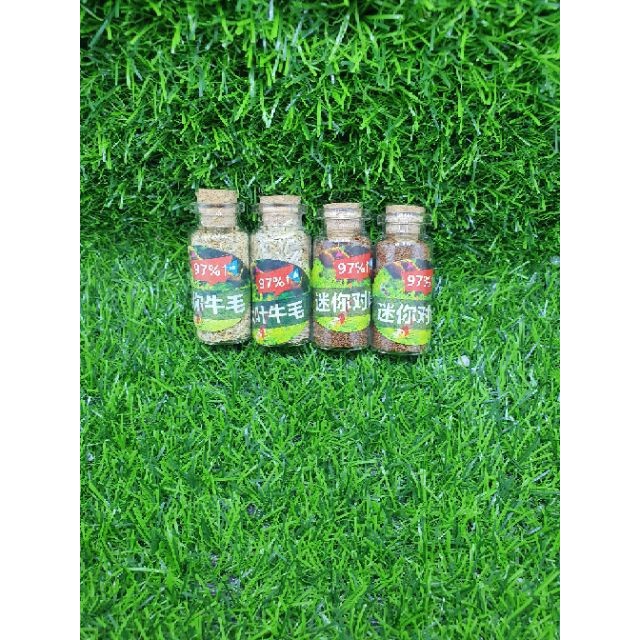 Lọ Hạt Giống Cây Thủy Sinh (Trân Châu Ngọc Trai , Ngưu Mao Chiên ) Guppy Xanh