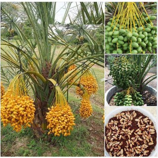 Hạt giống cây chà là Israel - 1 gói 10 hạt