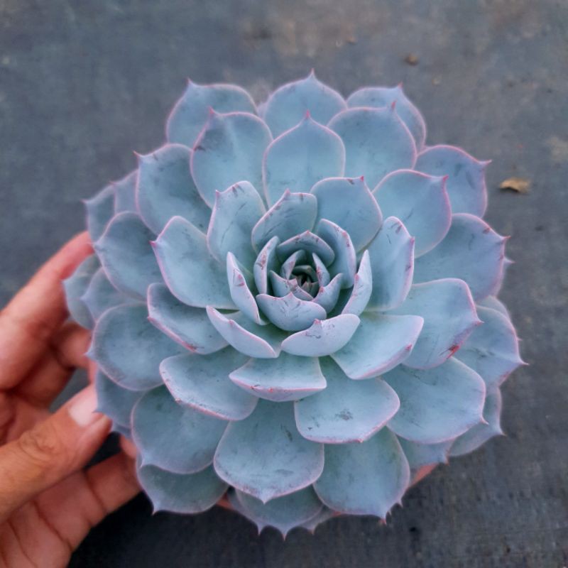 Sen đá hồng phấn size đại