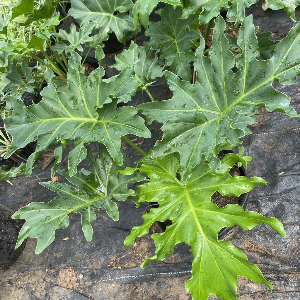 Cây trầu bà thanh xuân  chiều cao 40cm tán lá xum xuê hình răng cưa nhiều chồi non