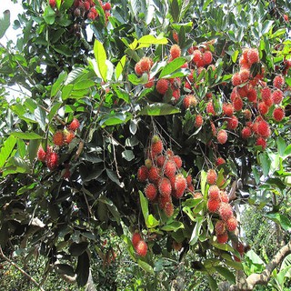 Cây giống chôm chôm nhãn siêu trái