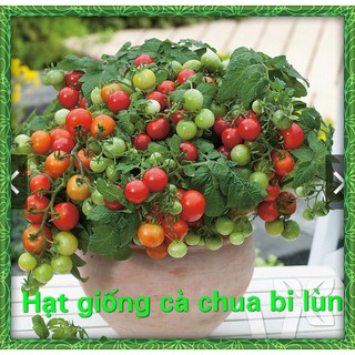 Hạt Giống Cà Chua Bi Lùn