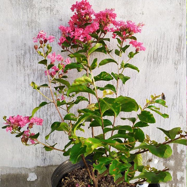 Tường Vi giống bon sai đang hoa như hình