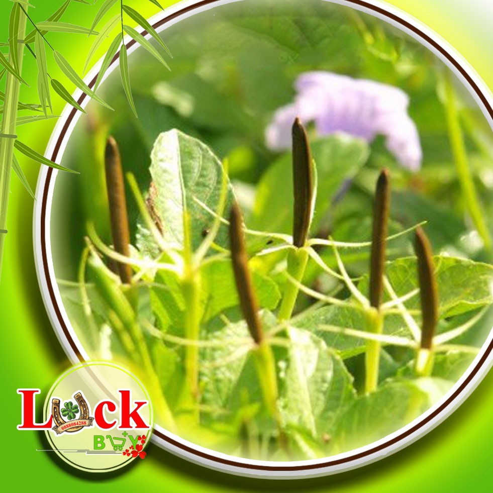 Sâm tanh tách - THUỐC QUÝ chữa bệnh SUY THẬN,THẬN HƯ