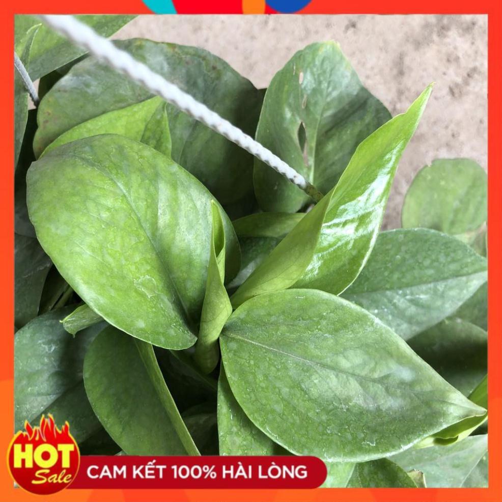 Cây trầu bà rủ  chậu treo 16