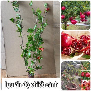 Cây lựu ấn độ cao 70-80cm mua 5 cây tặng 1 cây