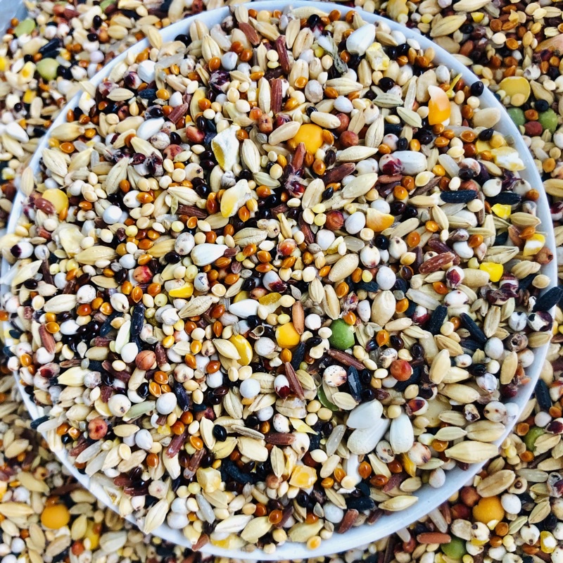 500gram thức ăn ngũ cốc chim cu gáy Javan 12 loại hạt