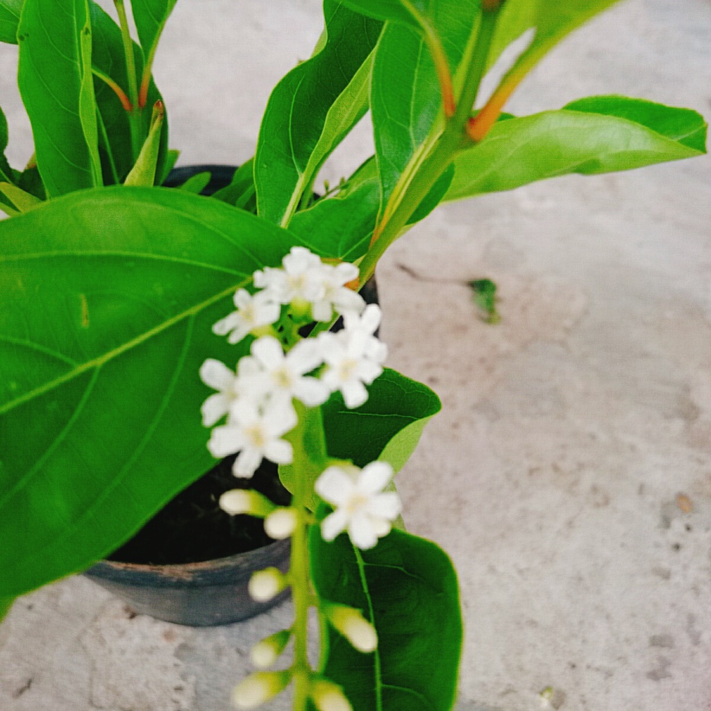 Cây Lài Thái  - hoa trên 10 ngày mới tàn cùng với hương thơm ngào ngạt
