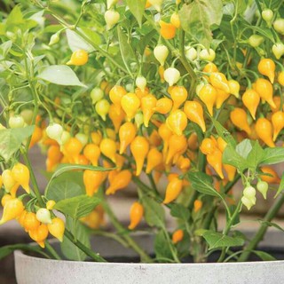 hạt giống ớt mỏ chim  ( BIQUINHO YELLOW )