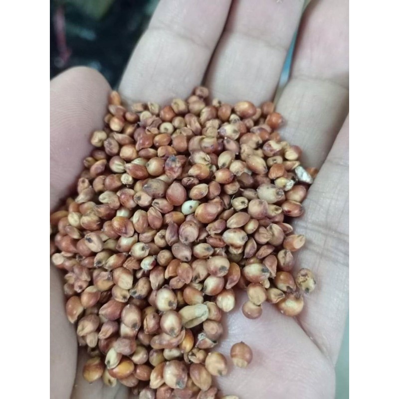 Hạt bo bo đỏ , trắng / cao lương cho chim vẹt , gà , cu gáy , hamster 500g.