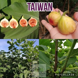 CÂY GIỐNG SUNG MỸ TRÁI DẸT