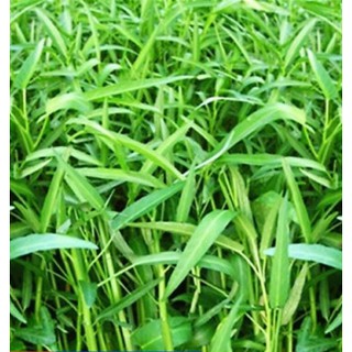 Hạt giống Rau Muống Lá Tre