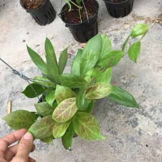 Hoa phong lan  cẩm cù chậu phi 12