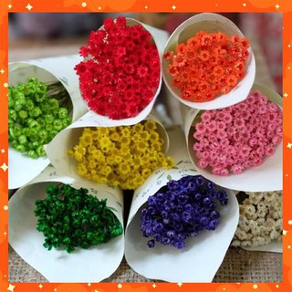 [LẺ NHƯ SỈ] 100 bông hoa khô Glixia - Tuyết nhiệt đới từ Brazil siêu đẹp 10 năm không tàn có thể nở hoặc cụp lại