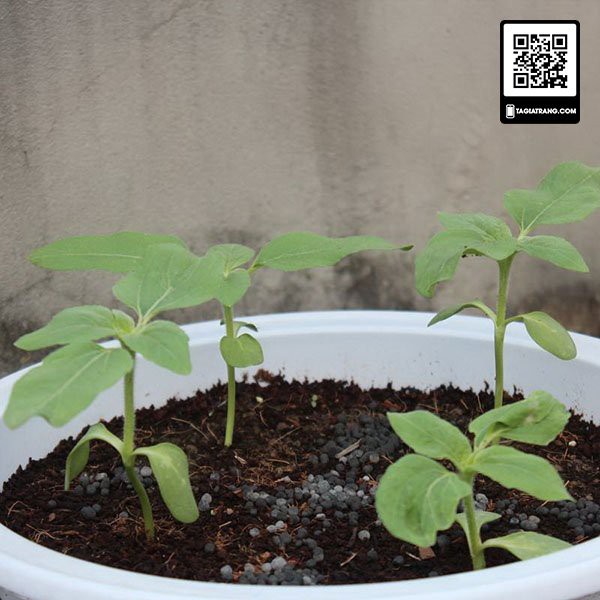 Hạt giống hoa hướng dương cao