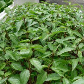 Hạt giống rau đay đỏ 20gr