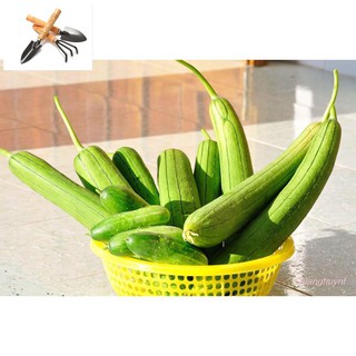 Hạt Giống Mướp Hương Cao Sản F1, Siêu Sai Quả TRỒNG HOA TẾT