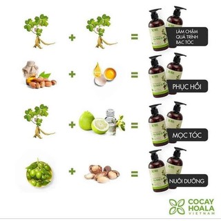 Dầu gội thảo dược hà thủ ô 2in1 - cocayhoala