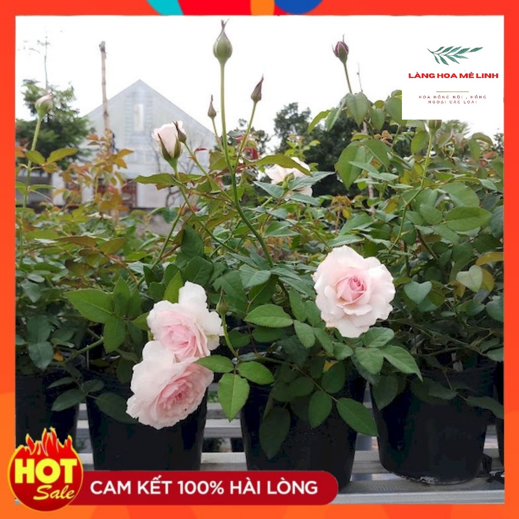 Hoa hồng Misaki Rose [HOA NHẬT SIÊU THƠM]- Nếu bạn muốn chọn một giống hoa khỏe, sai hoa, dễ trồng , hoa màu hồng phấn