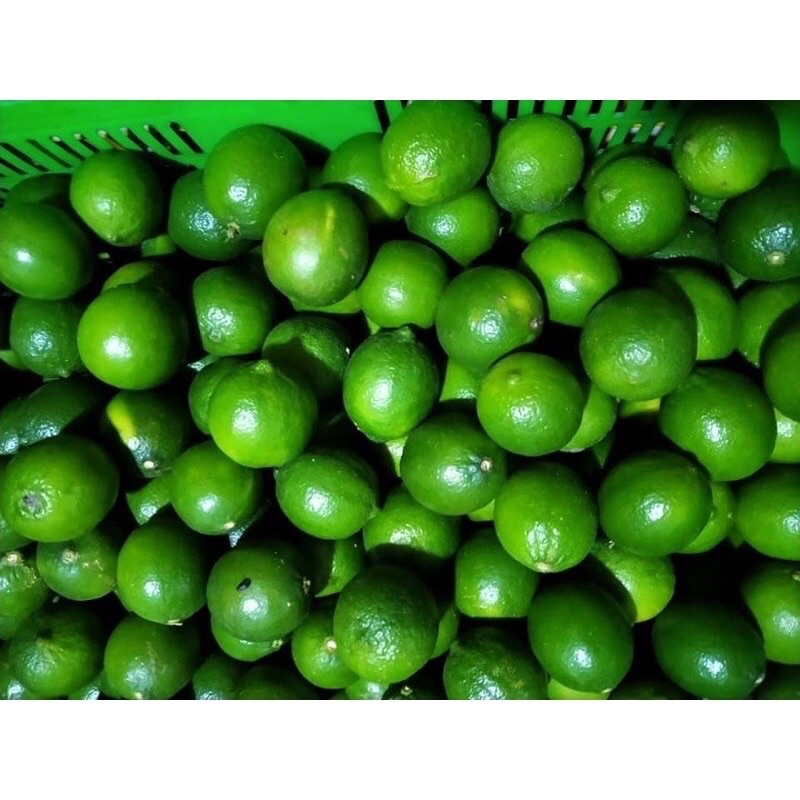 1kg Chanh tươi tại vườn căng mộng nước Ship ngay