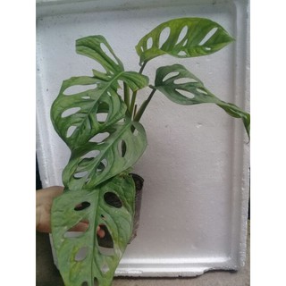 1 cây trầu bà lỗ/ monstera andansonii